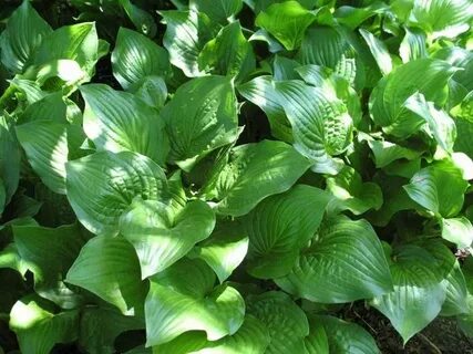 14 plants