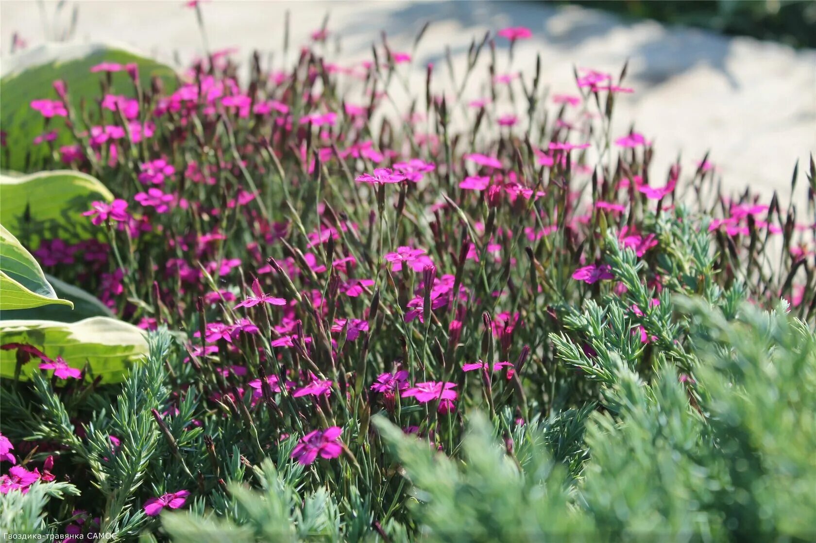 Гвоздика травянка "leuchtfunk" (dianthus deltoides). Гвоздика травянка. Травянка фото. Гвоздика травянка (dianthus deltoides). Гвоздика травянка альпийская.