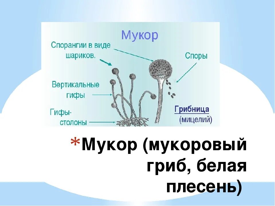 Плесневый гриб мукор относится к. Строение плесневых грибов мукор. Строение плесневого гриба мукор. Строение плесневого гриба мукора. Плесневый гриб мукор строение.