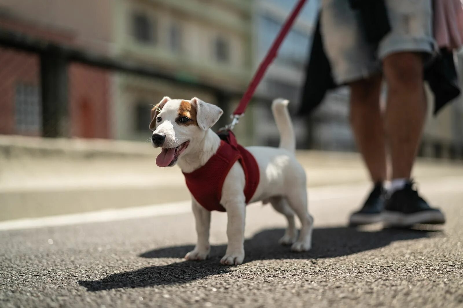 Выгуливать собаку. Прогулка с собакой. Гулять с собакой. Собака идет. Walking pet