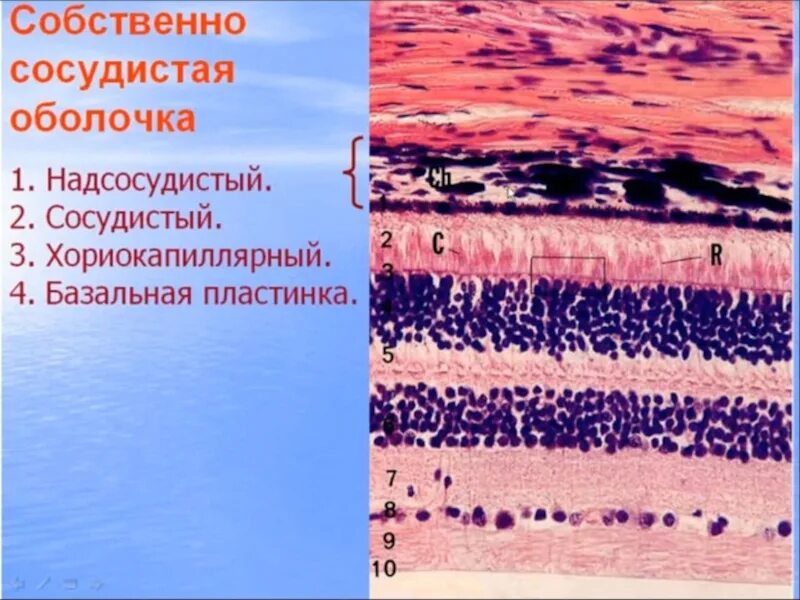 Собственная оболочка