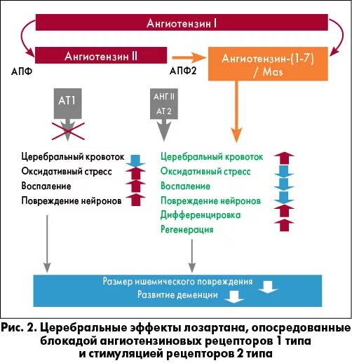 Образование ангиотензина II нарушают:. АПФ ангиотензин. Ангиотензин 2 и АПФ разница. Ангиотензин 2 механизм действия. Сартаны ингибиторы