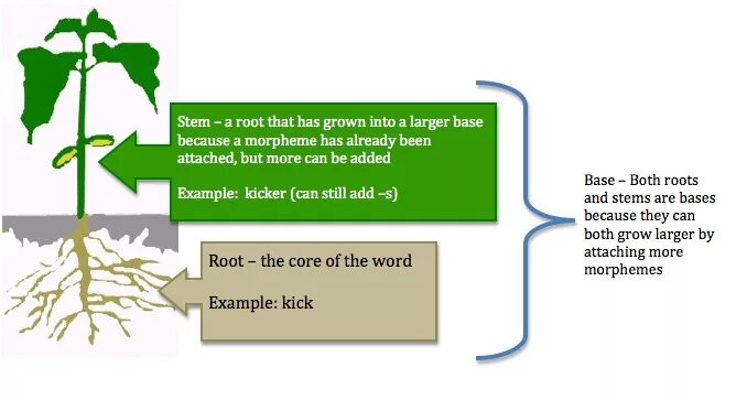 Root Morphemes. Stem and root difference. Root Morphemes examples. Non root Morphemes.