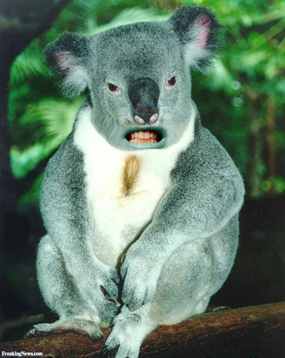 Коала относится к сумчатым. Коала сумчатое. Австралийский сумчатый слон. Phascolarctos cinereus. Тасманийский дьявол кенгуру коала.