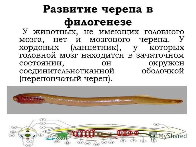 Находится в зачаточном состоянии. Находится в зачаточном состоянии