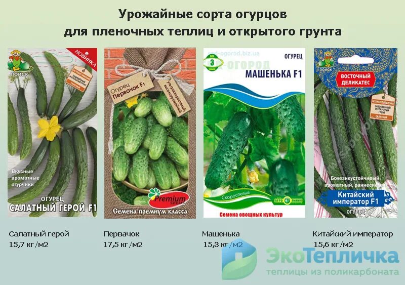 Название сортов огурцов для открытого грунта