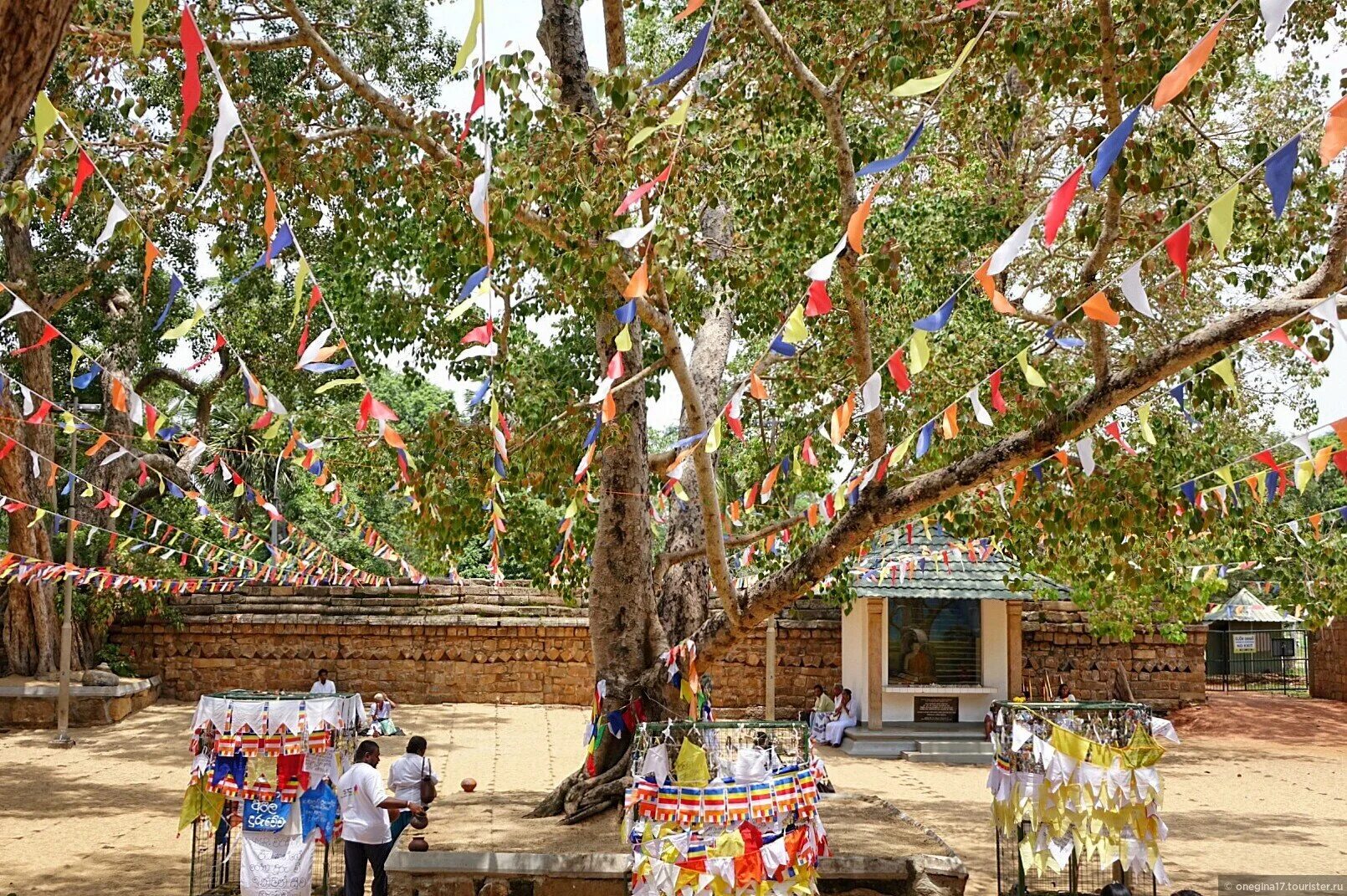 Джайя шри. Анурадхапура дерево Бодхи. Дерево Бодхи на Шри Ланке. Анурадхапура Шри Ланка дерево. Священное дерево Шри Маха Бодхи.