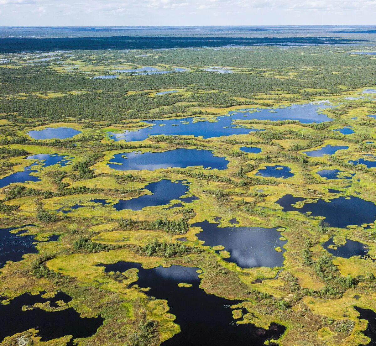 В исследованной воде из местного болота. Васюганские болота Томская область. Западно Сибирская равнина Васюганское болото. Томск Васюганское болото. Васюганское болото заповедник.