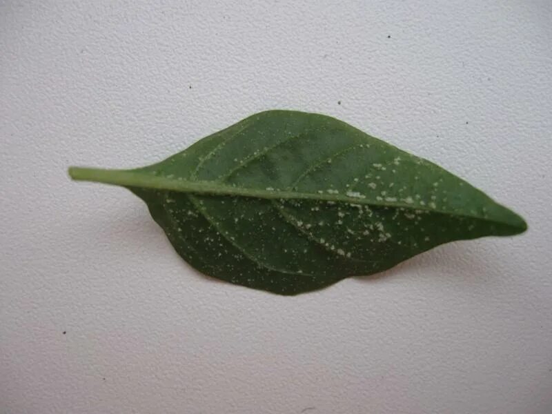 Болезни перцев на листьях фото и описание