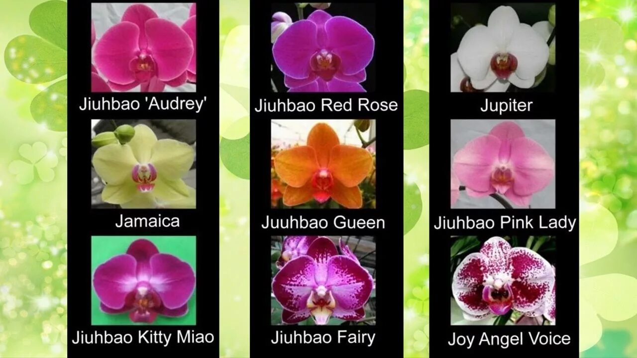 Как отличить орхидею. Орхидея фаленопсис сорта. Названия сортов орхидей фаленопсис. Орхидеи по сортам фаленопсис. Название сортов орхидей фаленопсисов.