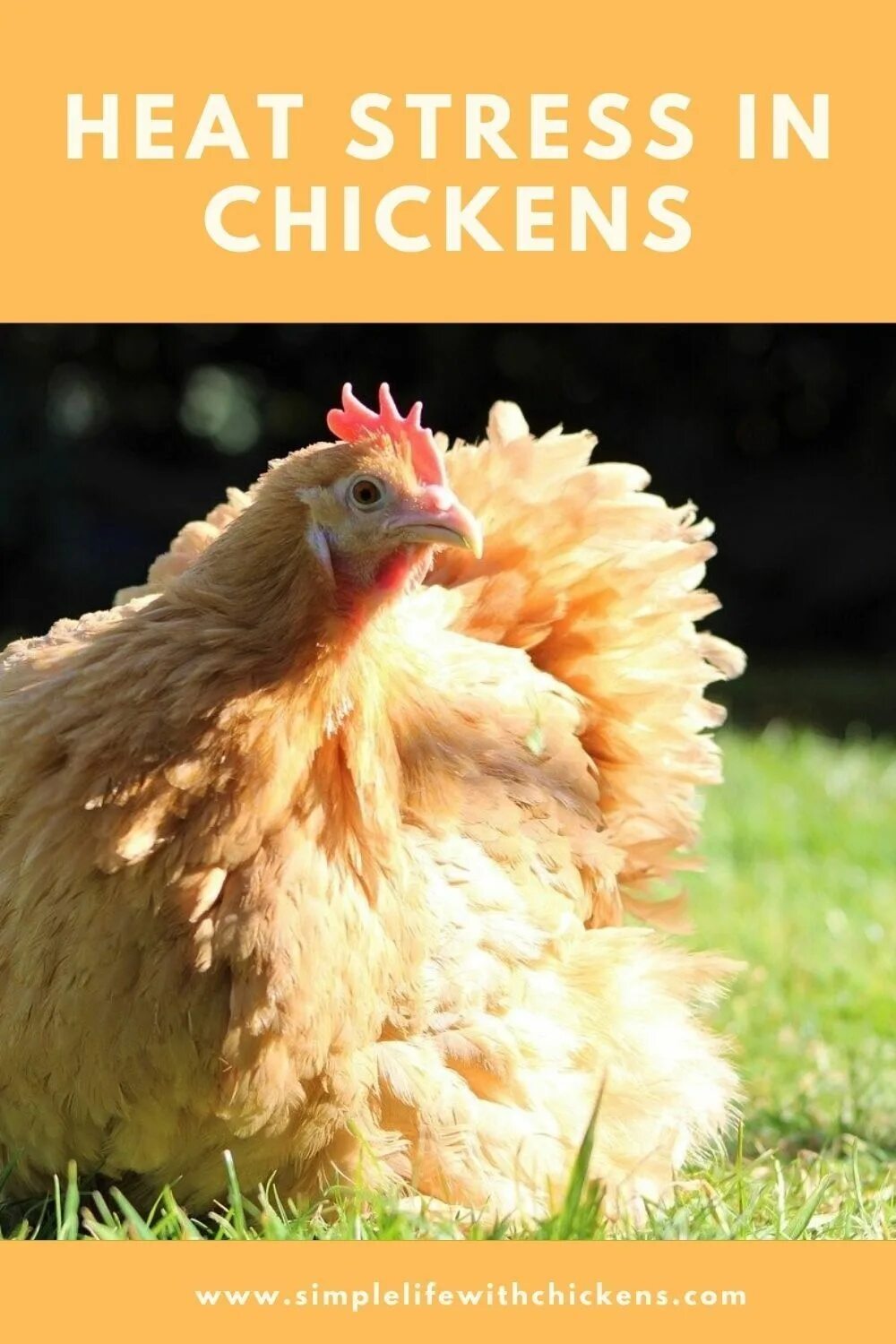 Your chickens. Курица фото. Домашние куры. Курица на природе. Курица с цыплятами.