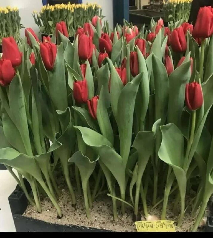 Тюльпаны срезка. Тюльпаны реклама. Тюльпан триумф strong gold. Тюльпаны предзаказ. Тюльпаны срезка к 8 марта.