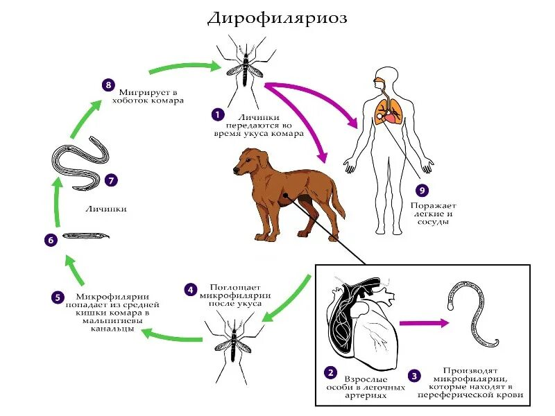 Можно ли считать комара промежуточным хозяином. Дирофиляриоз жизненный цикл. Жизненный цикл дирофиляриоза. Жизненный цикл дирофилярии схема.