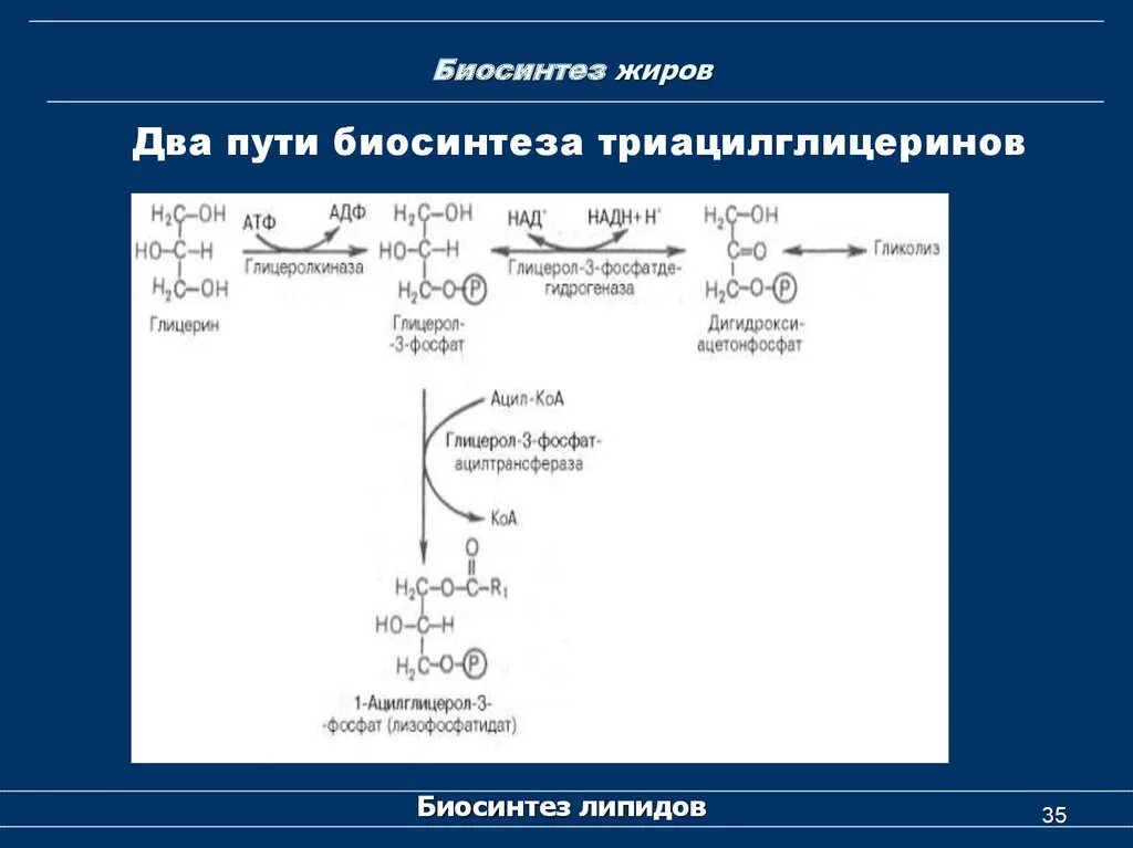 Синтез жиров происходит. Синтез триацилглицеринов биохимия. Биосинтез жиров. Биосинтез липидов. Биосинтез жиров биохимия.