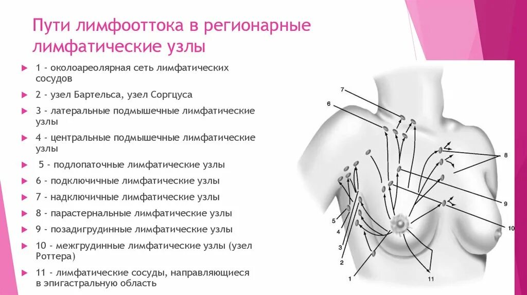 Аксилярные лимфатические узлы молочных желез. Лимфоотток от молочной железы узлы зоргиуса. Лимфатическая система грудной клетки лимфоузлы. Аксилярные лимфатические узлы молочных желез. Аксилярные лимфатические узлы молочных желез.