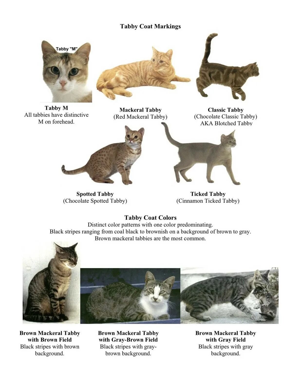 Виды табби окрасов шотландских кошек. Окрас табби кошки таблица. Окрас кошек названия непородистых. Название окрасов кошек беспородных. Типы окрасов кошек