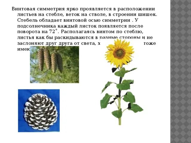 Какой тип стебля у подсолнечника. Винтовая симметрия у подсолнечника. винтовая симметрия в подсолнухе. стебель подсолнуха. расположение листьев у подсолнечника.