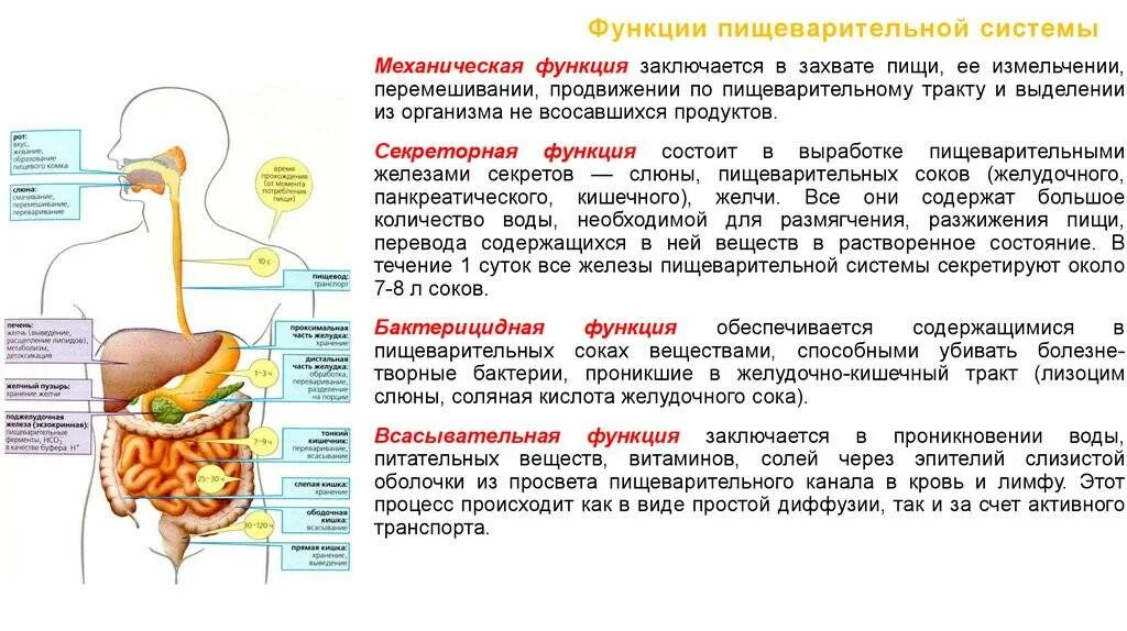 Как наладить жкт у взрослого. Функциональные отделы пищеварительной системы. пищеварительная система функции пищеварительных систем. желудочно-кишечная система функции. строение и функции органов жкт.