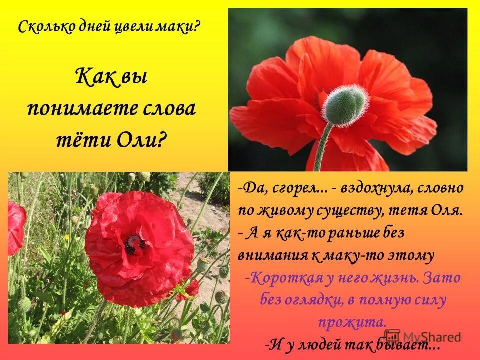 Сколько дней по мнению тети оли цветут. Маки живое пламя. Маки цветы описание. Стихи про маки. Рассказать про цветок Мак.