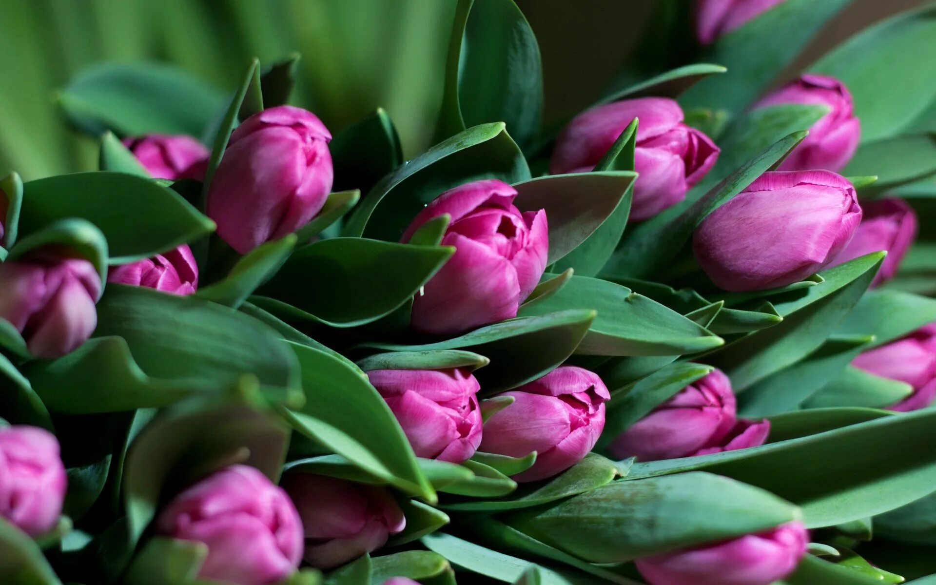 Заставка букет цветов. Мелкоцветные тюльпаны. Тюльпан Vesna. Тюльпан Саманта.