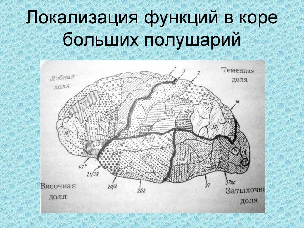 Центры анализаторов в коре головного мозга. Локализация функций в коре головного мозга. Локализация функций в коре полушарий мозга. Локализация центров в коре больших полушарий. Локализация функций в коре большого мозга.