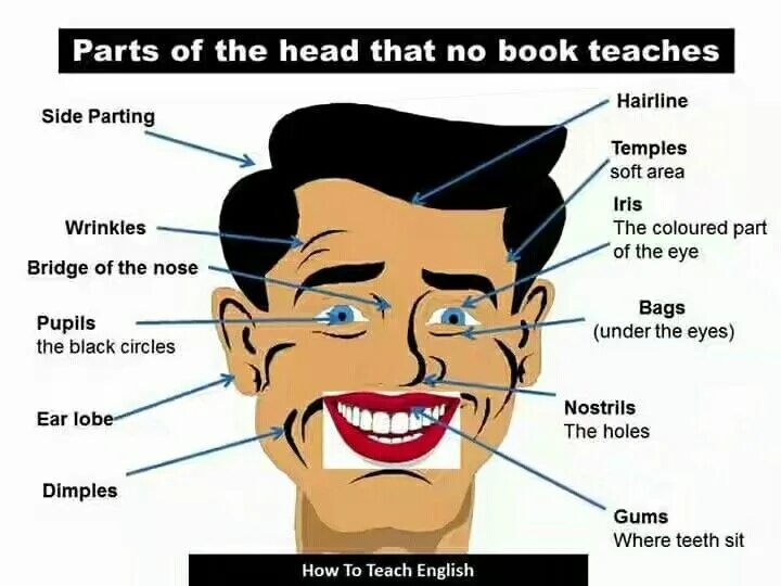 Is the head of. Голова по английскому. parts of head. хэд или хед английский. eye parts in english.