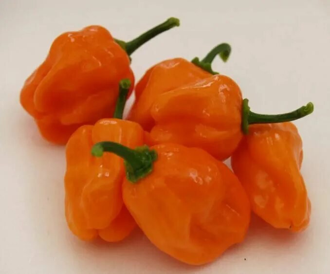 Mp3 pepper. Scotch Bonnet перец. Перец Scotch Bonnet семена. Острый перец Scotch Bonnet. Перец сладкий Sweet Pepper Scotch Bonnet Orange.