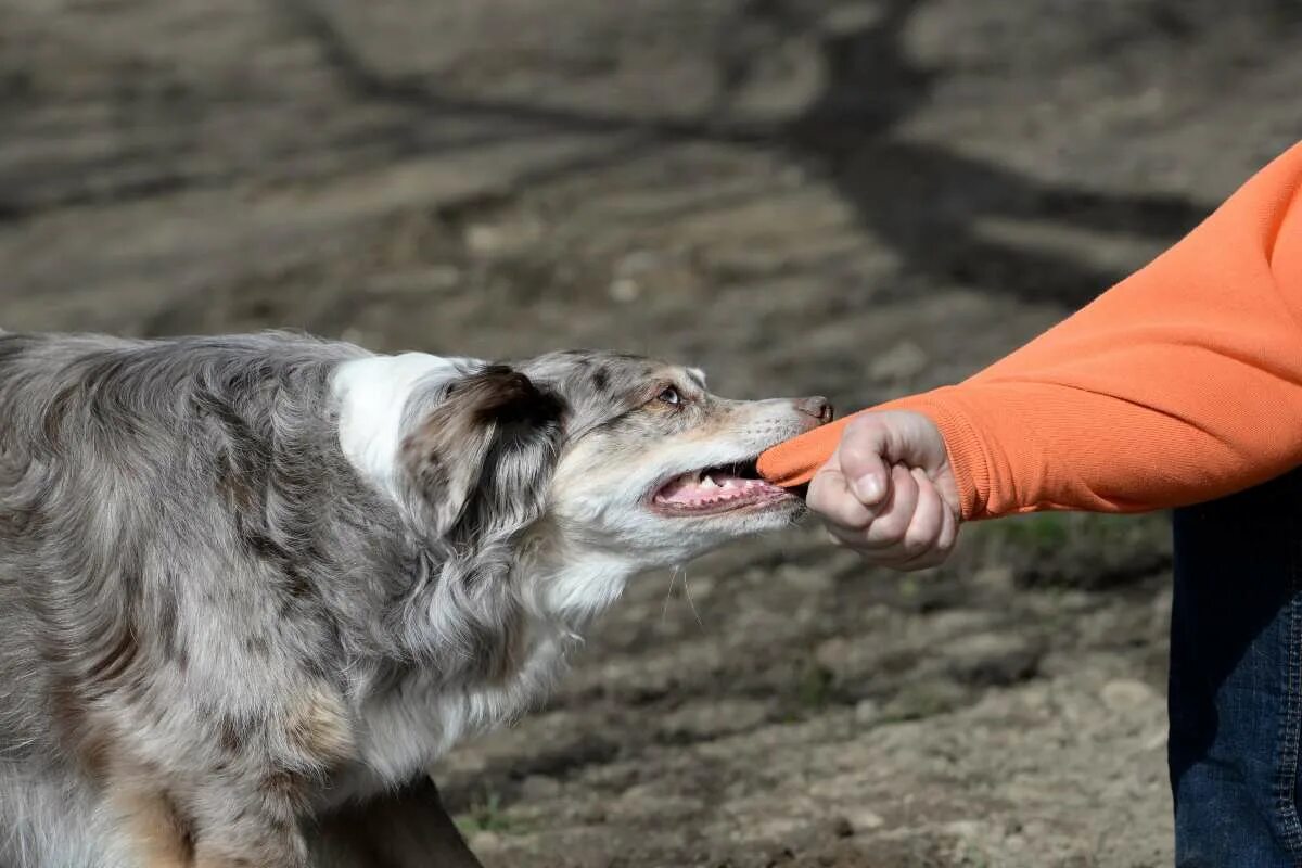 Animal bite