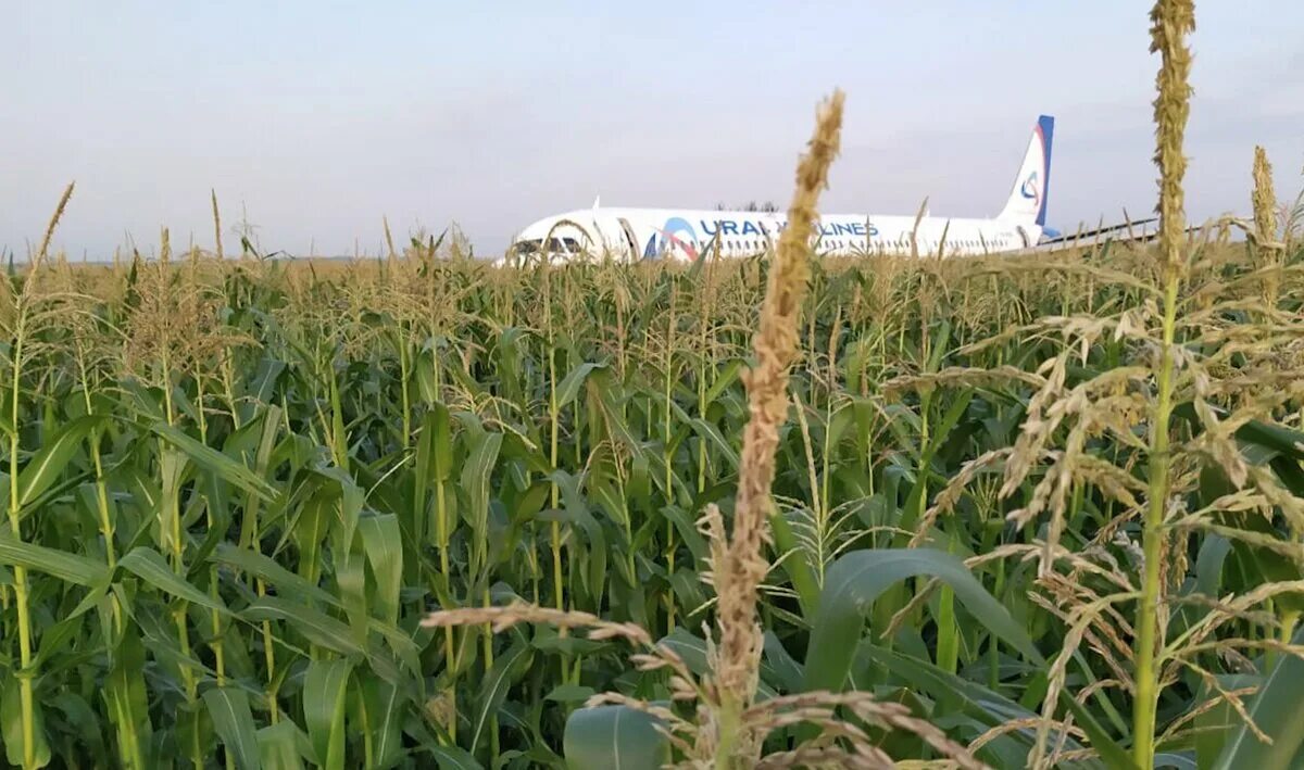 Кукурузные плантации кубани. Через кукурузное поле. Поселок загородный кукурузное поле. Желтое кукурузное поле. Кукурузное поле с тропой.
