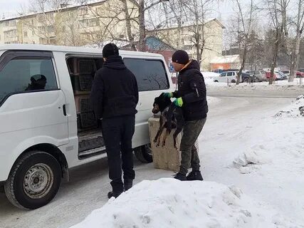 Аристократ отлов собак приморский край