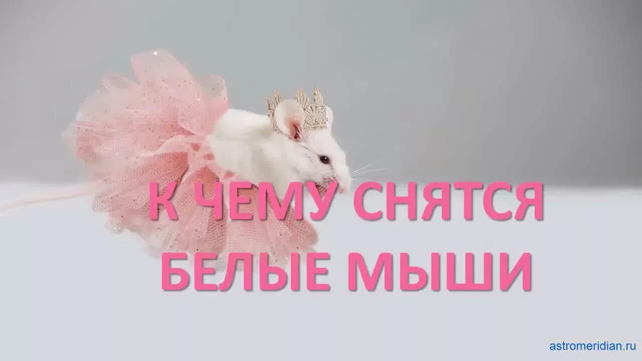 Сонник белая мышь. К чему снится белая мышь. К чему снится мышонок. Что значат мыши во снах