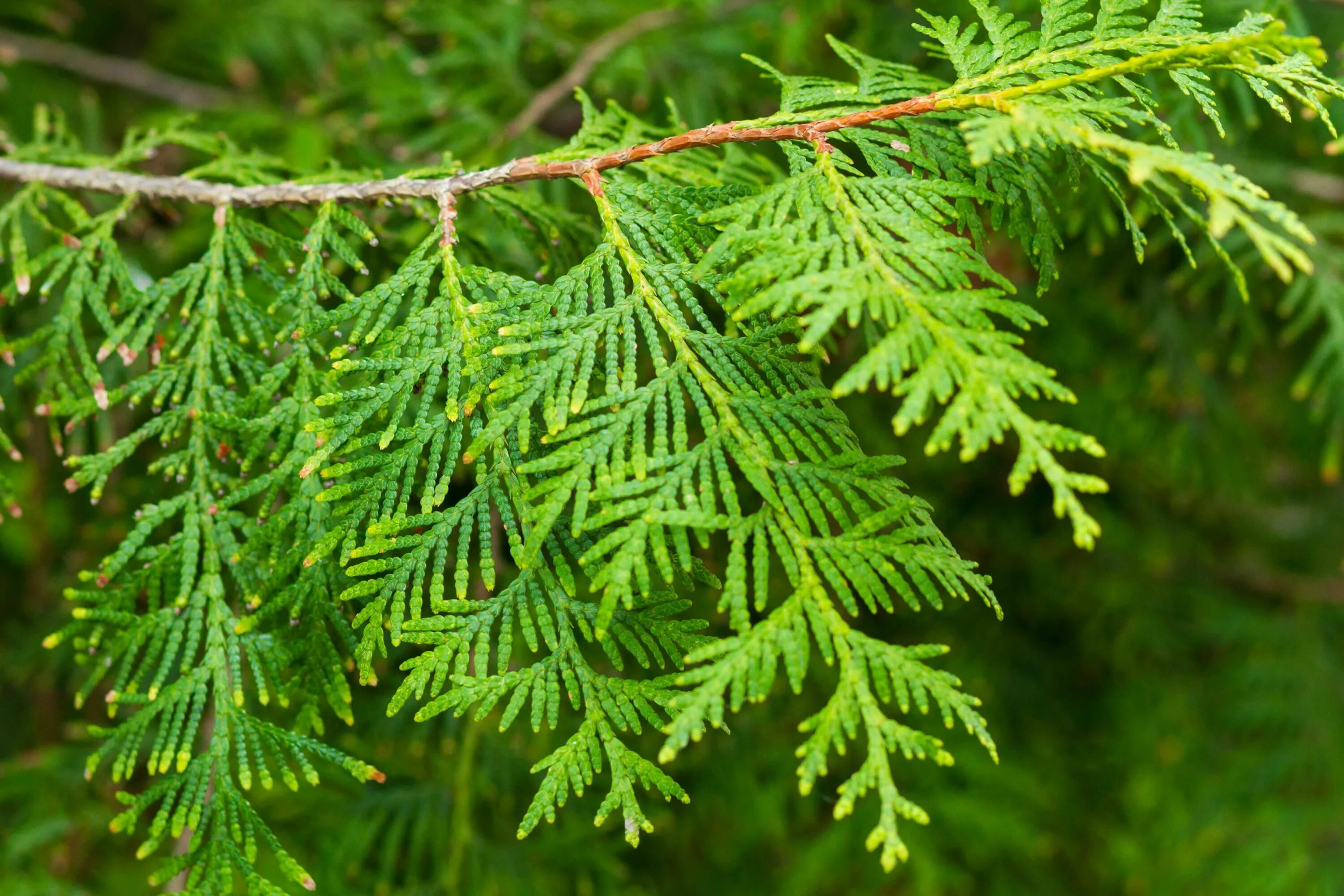 Туя Западная Хозери. Туя Западная хвоинки. Кипарис вечнозеленый (Cupressus sempervirens). Туя Хозери хвоя. Туя западная это хвойное