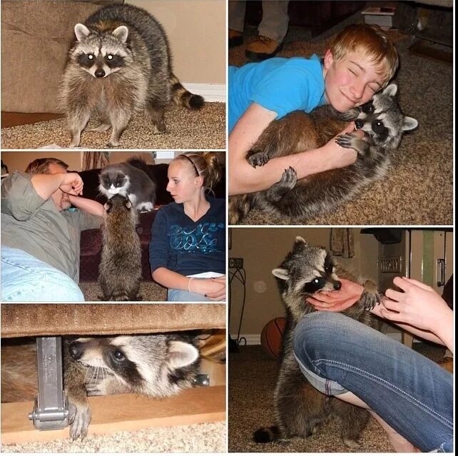 домик для енота. как завести енота в домашних условиях. енот-полоскун. енот домашний плюсы и минусы. енот полоскун енот полоскун.