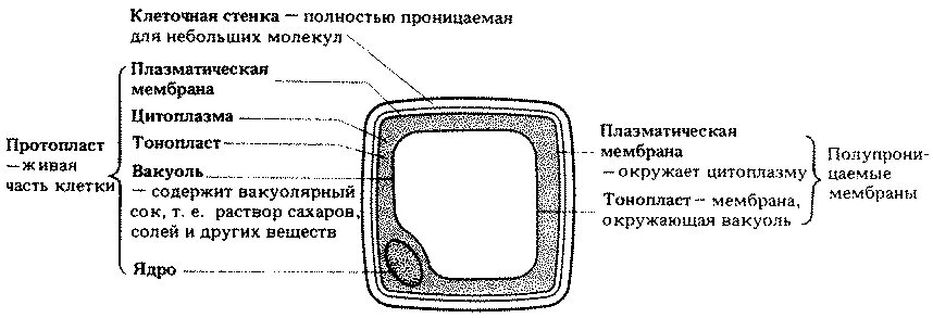 Тонопласт функции. Строение протопласта растительной клетки. протопласт строение. тонопласт растительной клетки. тонопласт мембрана.