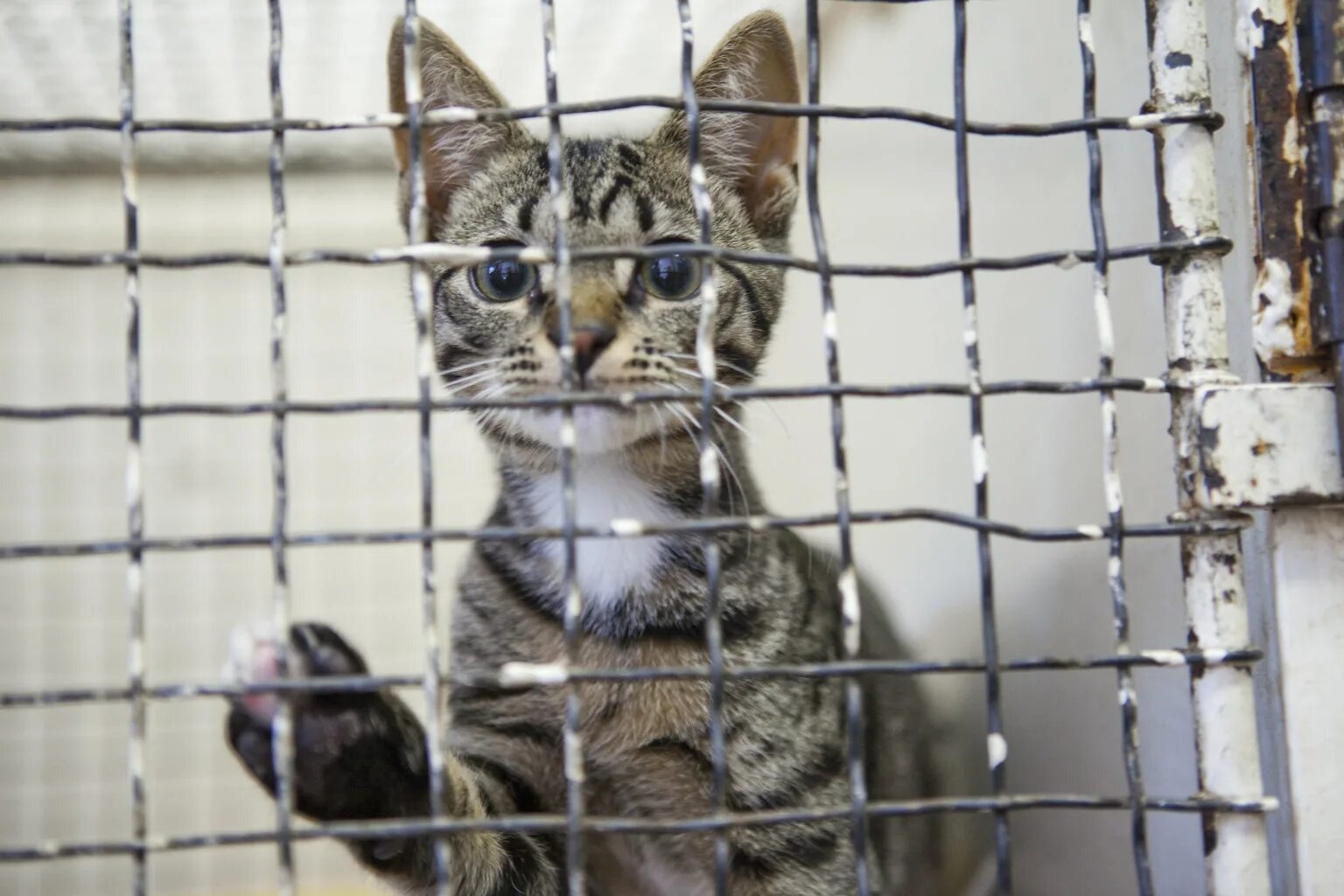 Кошки московских приютов. Приют для кошек. Коты в приюте. Котята в приюте. Кошки из приюта.