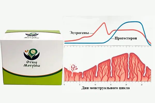 Как нормализовать цикл месячных. Для нормализации цикла. травяные лекарства для нормализации менструального цикла. для нормализации цикла месячных. травка для нормализации менструационного цикла.