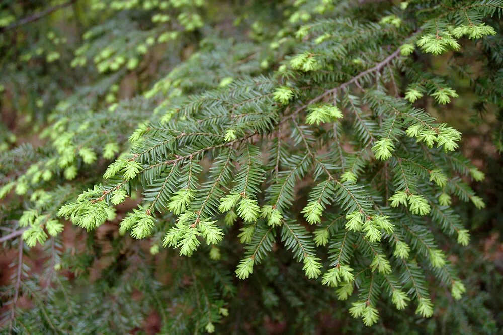 Tsuga canadensis. Тсуга хвойное дерево. Тсуга канадская. Тсуга Западная.