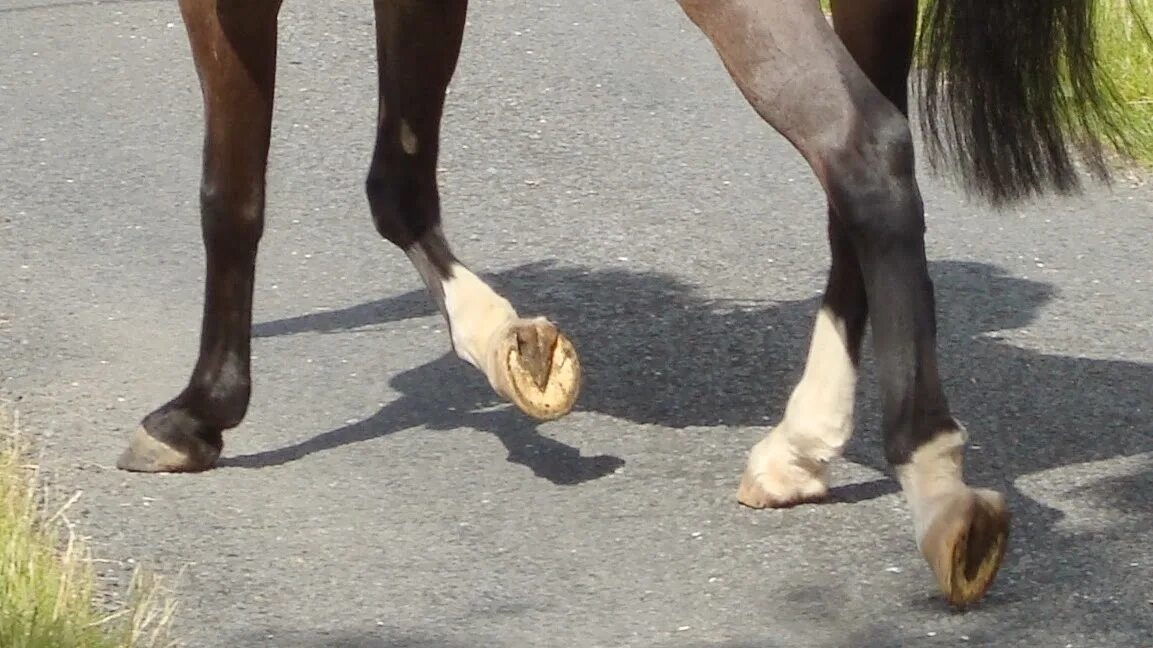 Ноги лошади. Конская нога.