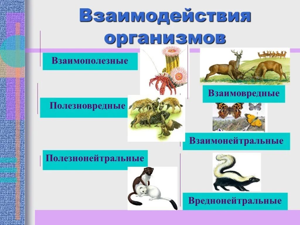 Взаимоотношения животных в природе. Взаимосвязи между организмами. Взаимосвязи животных в природе. Типы отношений между организмами. Примеры выгодных отношений между организмами