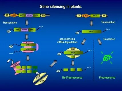 Plant gene