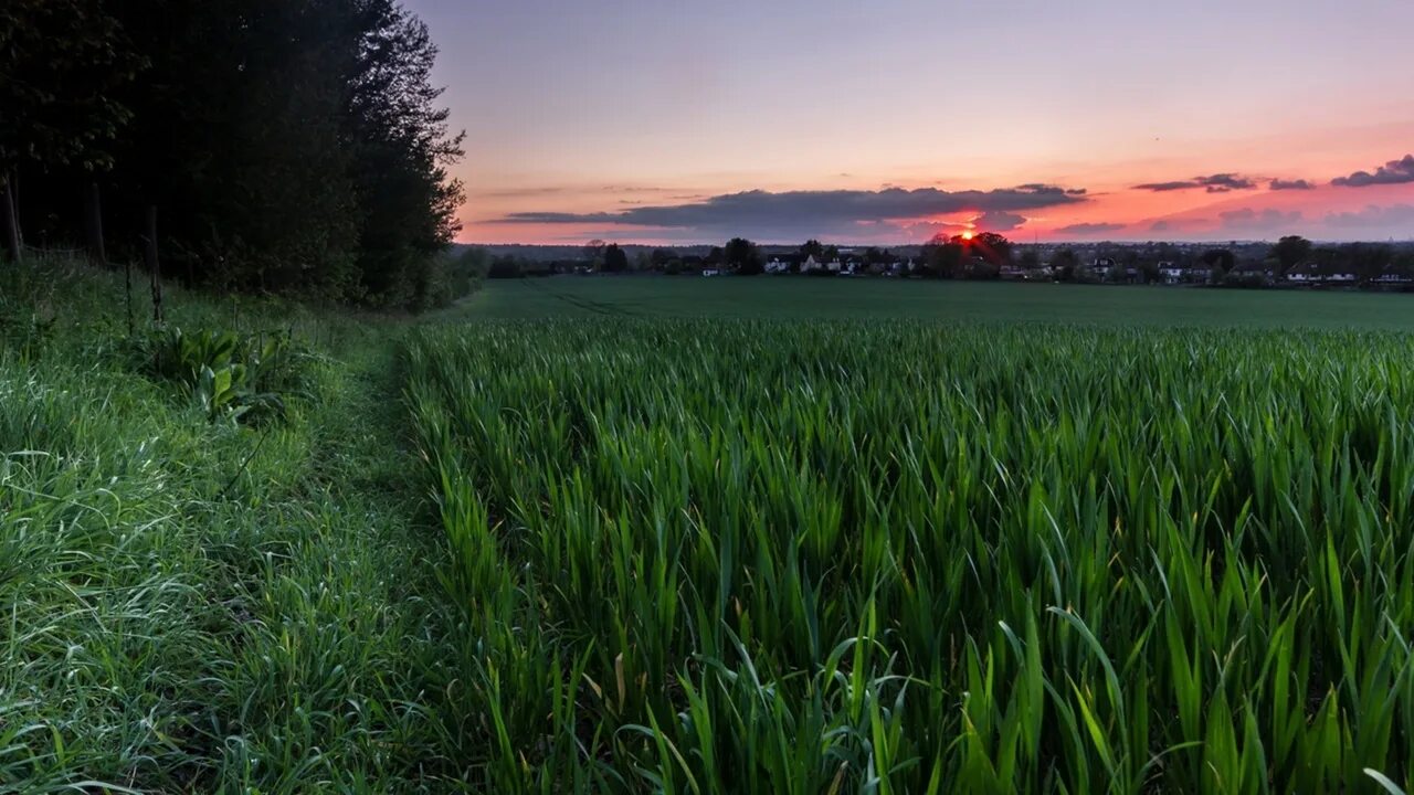 Луг зеленый юнец лес. Луга костромской области. Лужский район лето лес. Природа луг. Луг зеленый юнец лес.