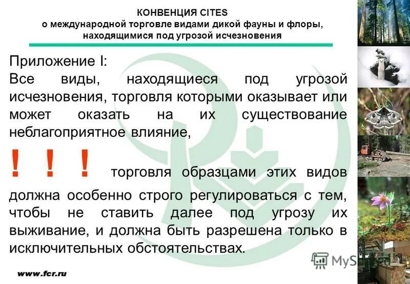 Видами дикой фауны и флоры. Видами дикой фауны и флоры. Мир флоры и фауны. Многообразие видов. Дикой фауны и флоры.