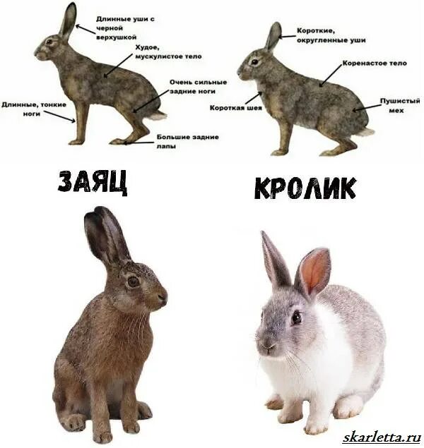 Какое главное различие белки и зайца. Заяц и кролик отличия. Отличие кролика от щайыа. Pfzw b rhjkbnr. Разница между кроликом и зайцем.