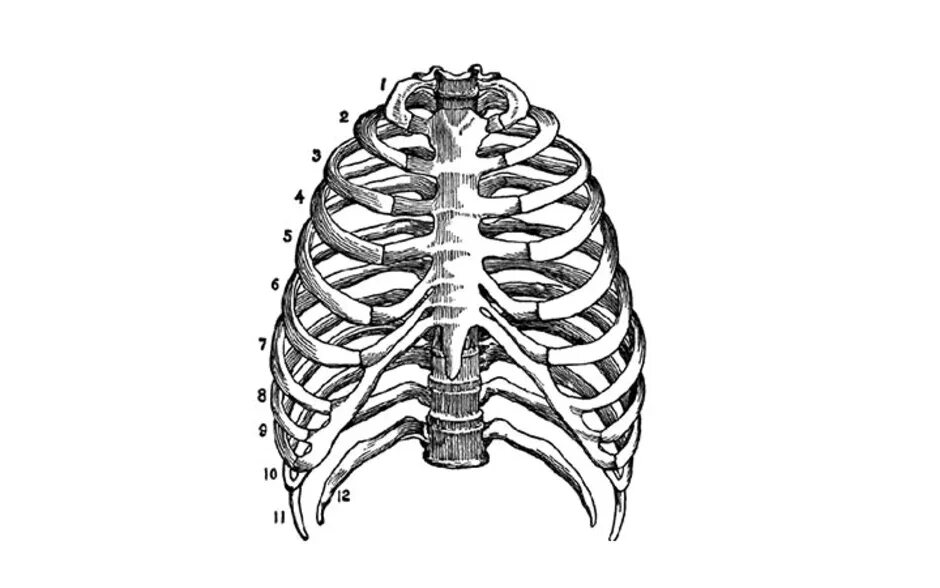 Грудная клетка строение анатомия. Ребра анатомия Синельников. Ребра и Грудина анатомия. Анатомия ребер грудной клетки.