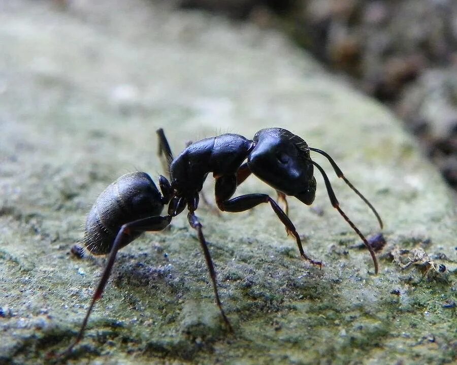 Рабочие особи. Черный садовый муравей ареал. Муравейник черного садового муравья. Большой черный муравей. Черный Лесной муравей.