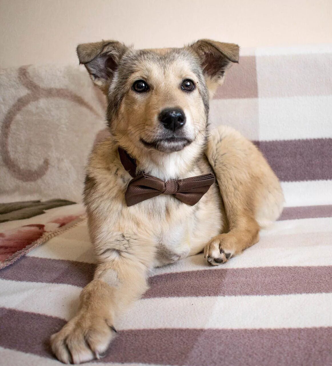 собак добрые руки уфа