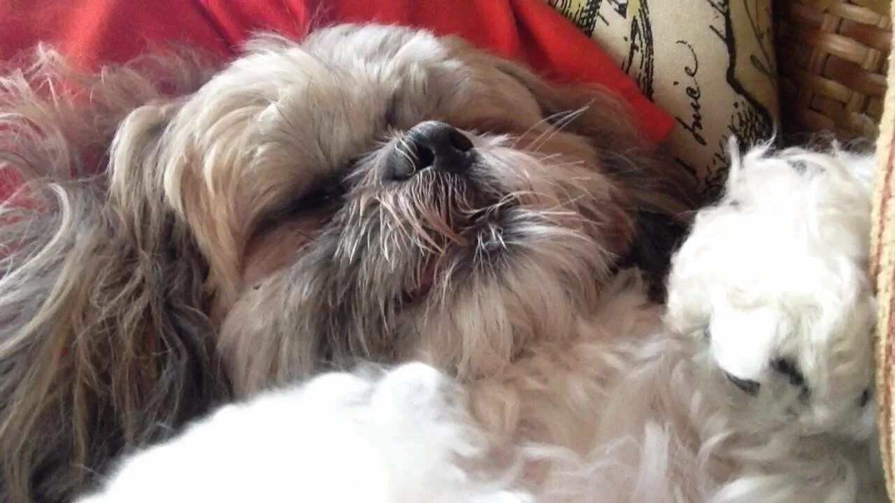 Американская ши тцу. Ши-тцу. Команда помощи ши тцу. Команда помощи ши тцу. Команда помощи ши тцу.