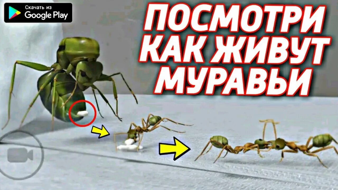 Ant ant tycoon. Ферма муравьев игра. Королева муравьёв игра. Ant SIM Tycoon.