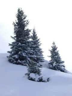 Включи елочка зимой