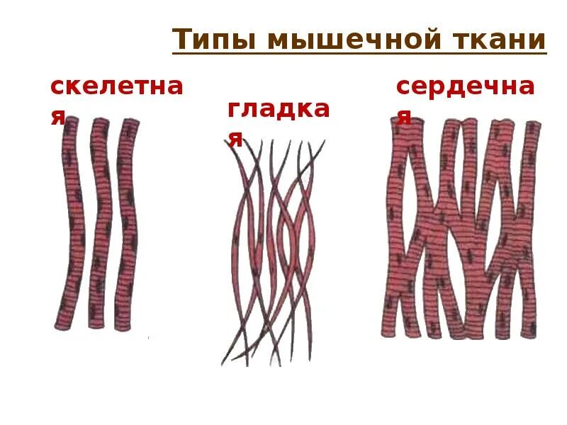 Гладкая поперечнополосатая Скелетная сердечная. Поперечно полосатая сердечная мышечная ткань схема. Поперечно полосатая гладкая и сердечная ткань это. Поперечно-полосатая Скелетная мышечная ткань рисунок. Сердечная мышечная ткань рисунок